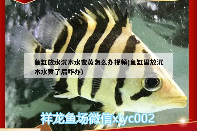 鱼缸放水沉木水变黄怎么办视频(鱼缸里放沉木水黄了后咋办)