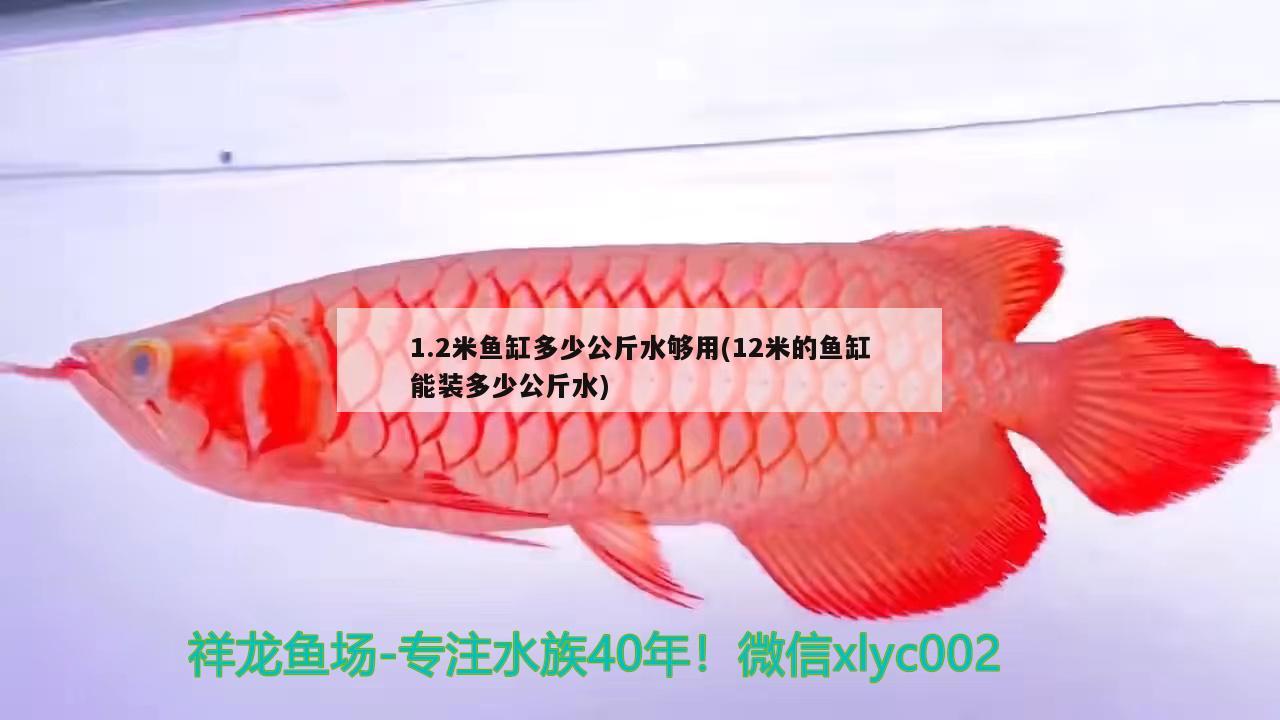 1.2米鱼缸多少公斤水够用(12米的鱼缸能装多少公斤水) 斑马鸭嘴鱼