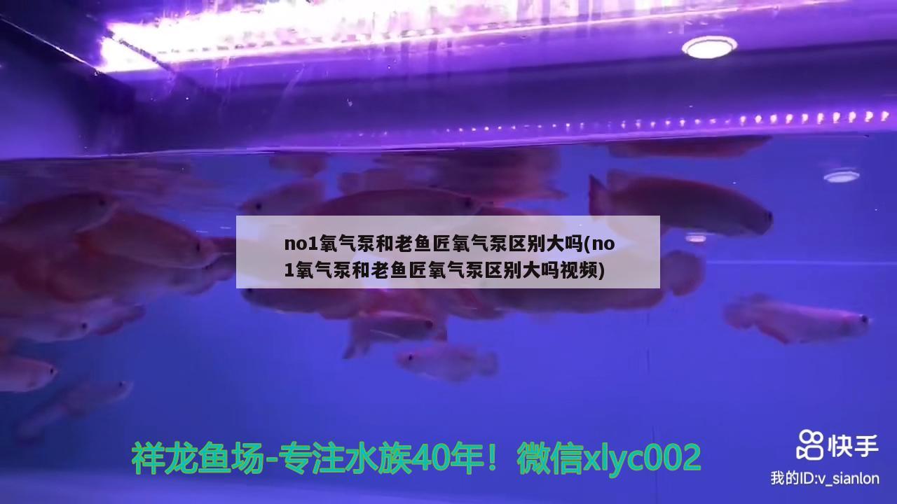 no1氧气泵和老鱼匠氧气泵区别大吗(no1氧气泵和老鱼匠氧气泵区别大吗视频) 老鱼匠