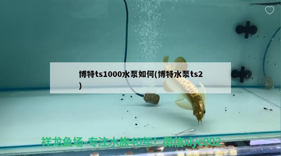 博特ts1000水泵如何(博特水泵ts2) 博特水族