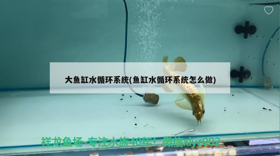 大鱼缸水循环系统(鱼缸水循环系统怎么做) 斑马鸭嘴鱼