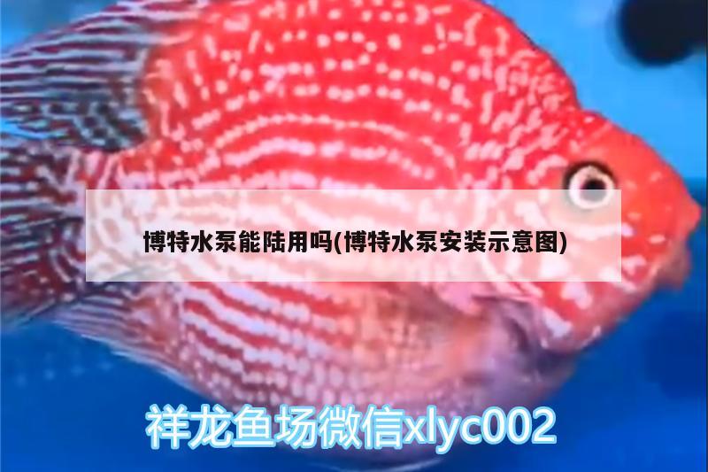 博特水泵能陆用吗(博特水泵安装示意图)