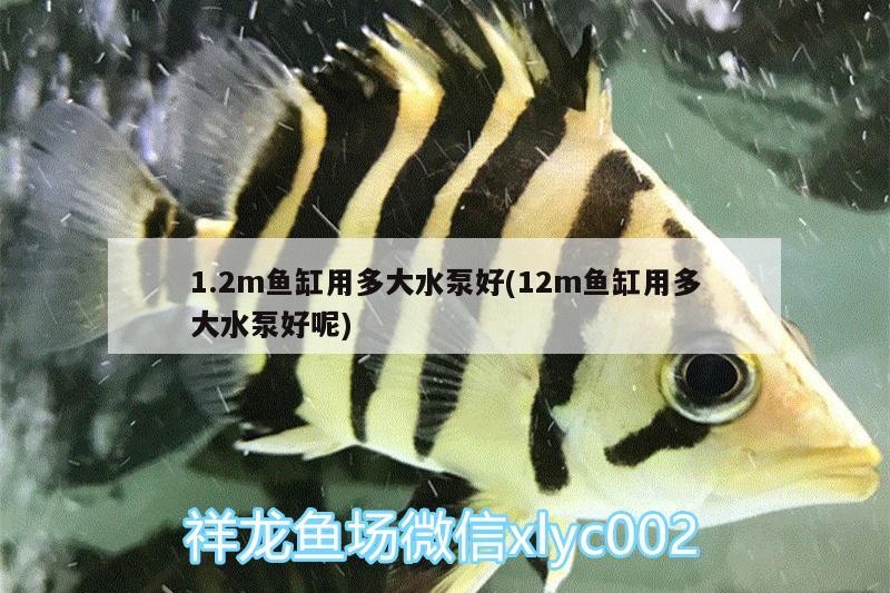 1.2m鱼缸用多大水泵好(12m鱼缸用多大水泵好呢) 斑马鸭嘴鱼