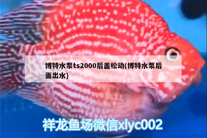 博特水泵ts2000后盖松动(博特水泵后面出水)