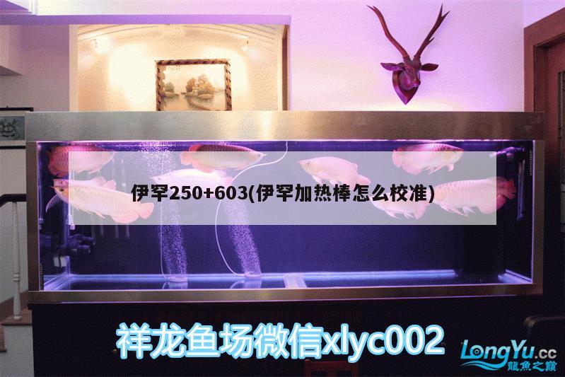 伊罕250+603(伊罕加热棒怎么校准) 伊罕水族