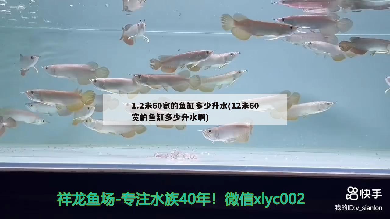 1.2米60宽的鱼缸多少升水(12米60宽的鱼缸多少升水啊) 斑马鸭嘴鱼