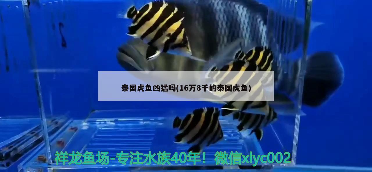 泰国虎鱼凶猛吗(16万8千的泰国虎鱼)