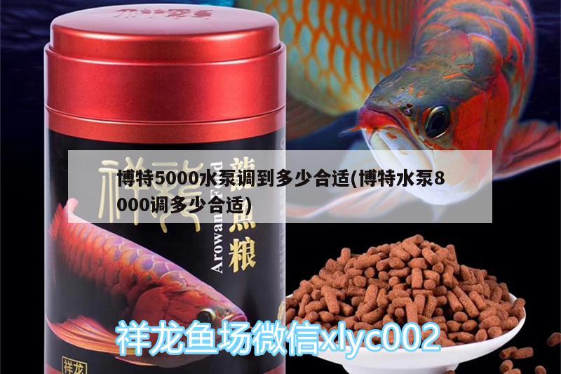 博特5000水泵调到多少合适(博特水泵8000调多少合适)