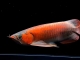 40-41公分极品超血红龙鱼，满鳃满背满片