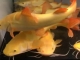 黄金猫鱼最近很火