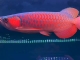 2022-30公分超血红龙鱼2