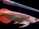 25公分超长胸鳍红龙鱼