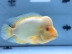 黄色财神鹦鹉鱼
