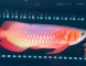 30多公分（38cm）白玉红龙鱼
