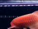 祥龙鱼场研发红龙鱼增色饲料,助你拥有最艳丽的红龙鱼