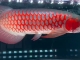 超血红龙鱼37CM
