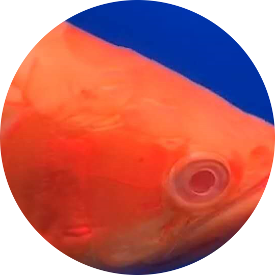 白子红龙鱼