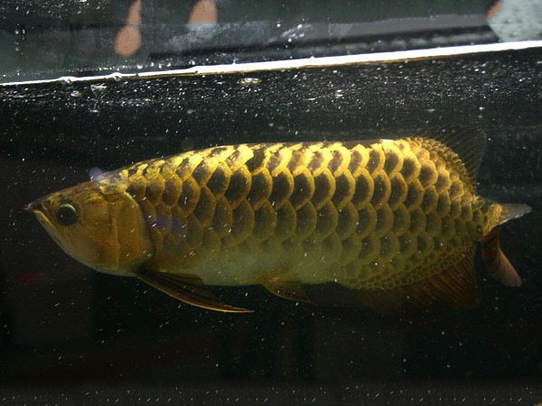 Masaka Thick framed Golden Arowana