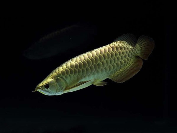 Masaka Golden headed Arowana