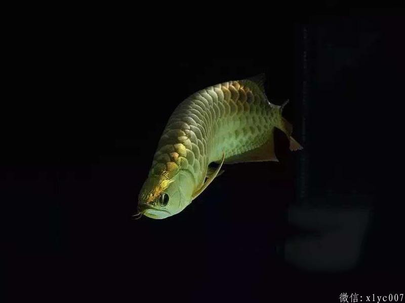 Masaka B over gold arowana