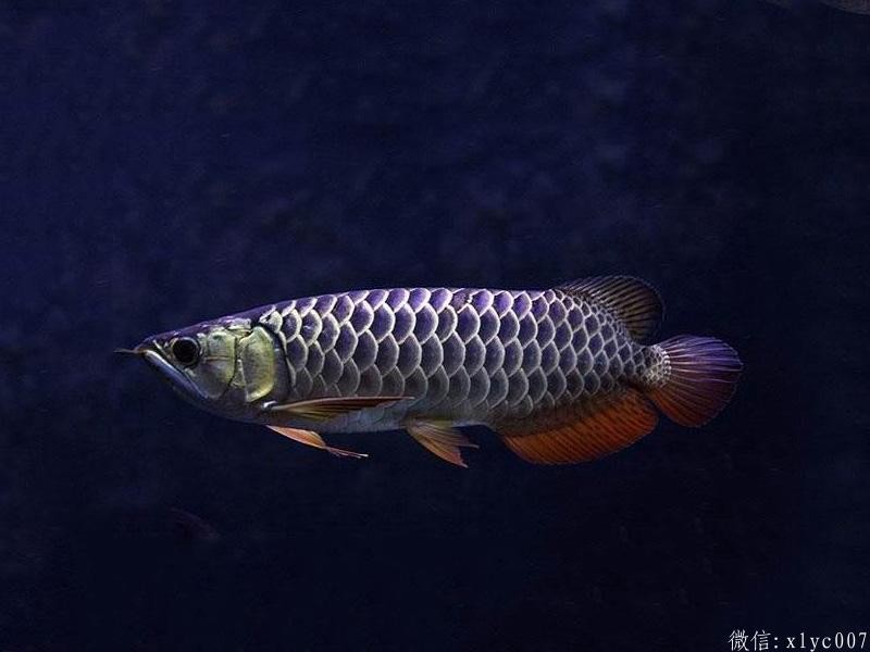 Masaka Blue-backed Arowana